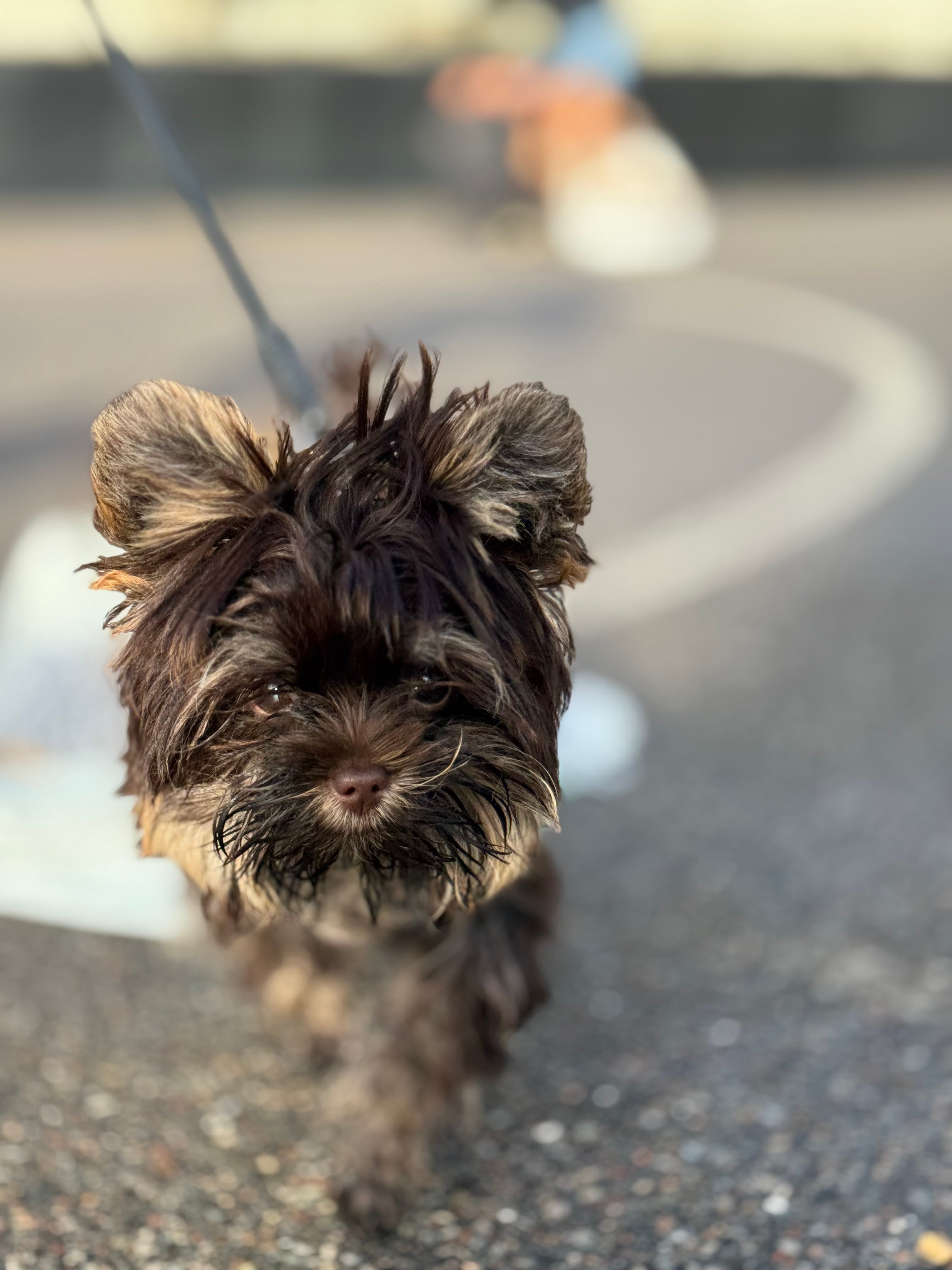Biewer terrier til hvalpetræning hos Københavns Hundeskole Biewer terrier til hvalpetræning hos Københavns Hundeskole
