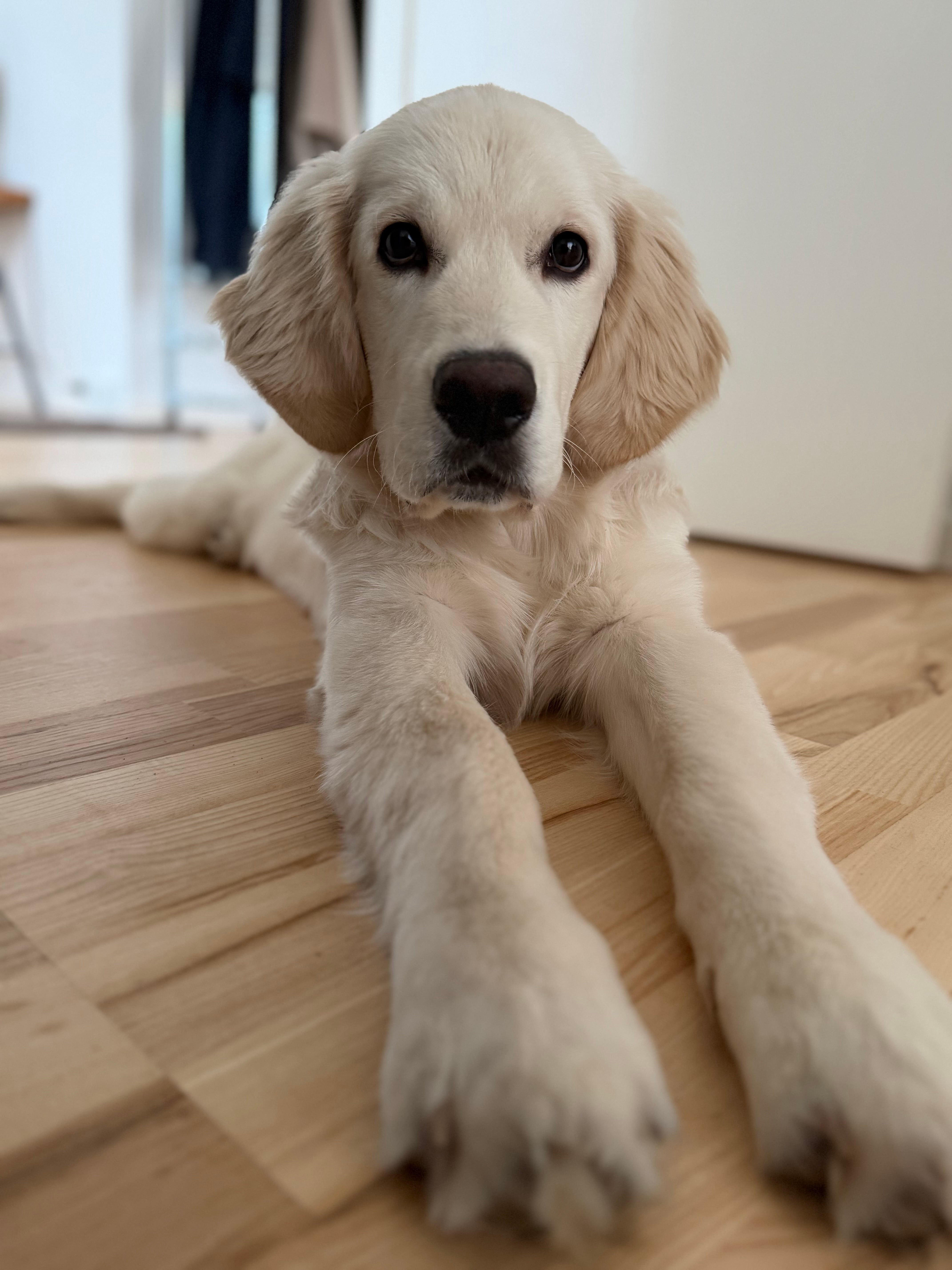 Oscar Golden retriever hvalp ligger på gulvet og kigger ind i kameraet -træning