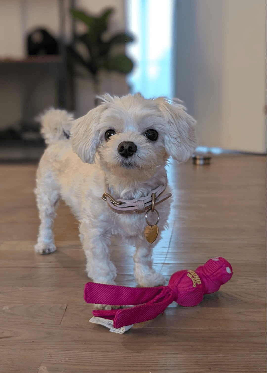 Hvid Malteser kigger ind i kameraet, foran hende ligger et rødt Kong legetøj